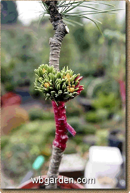 wbgarden Pinus aristata wb